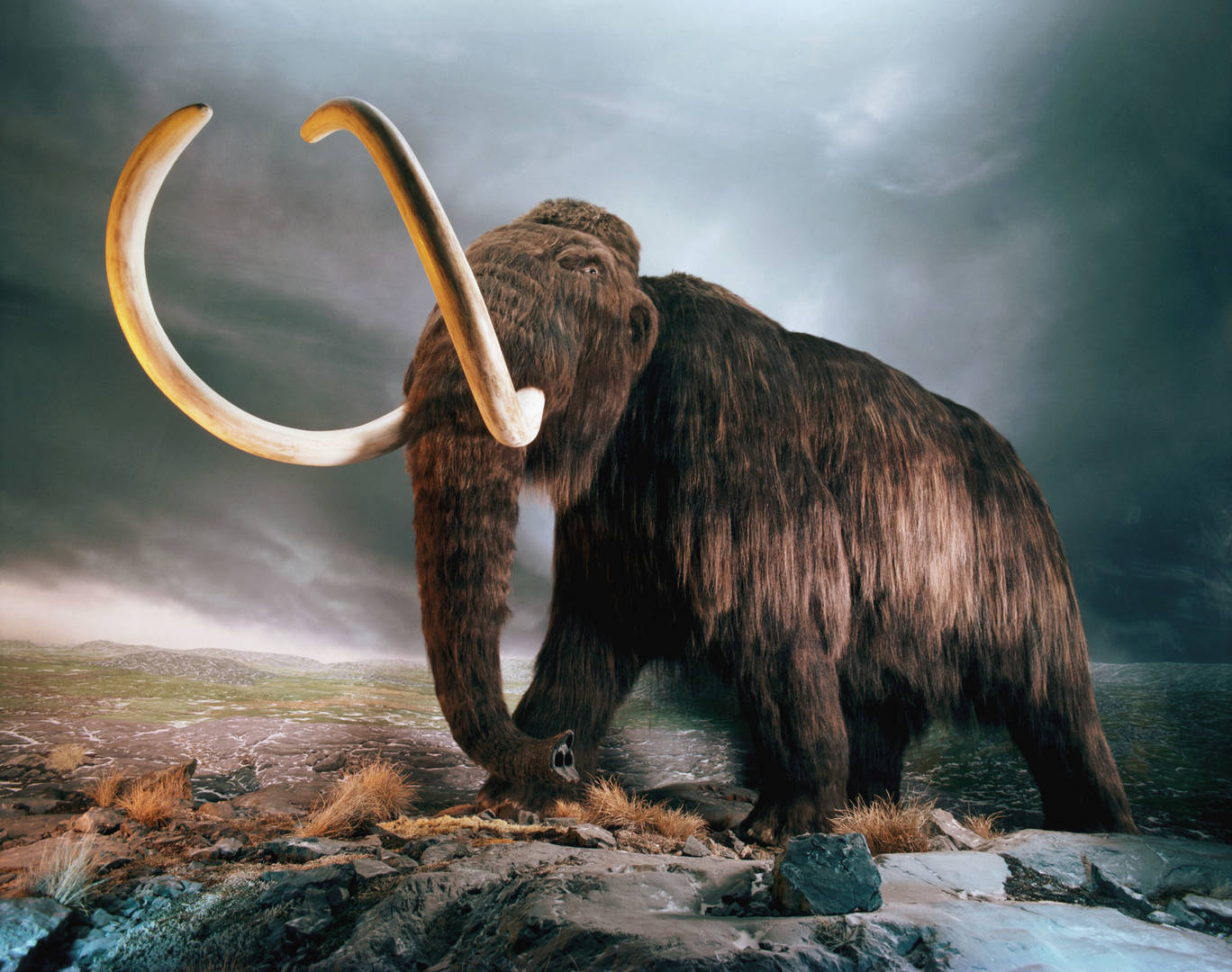 Mamut